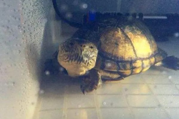 墨西哥泥龟好养吗，饲养难度适中