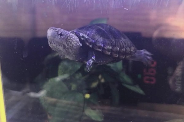 墨西哥泥龟好养吗，饲养难度适中