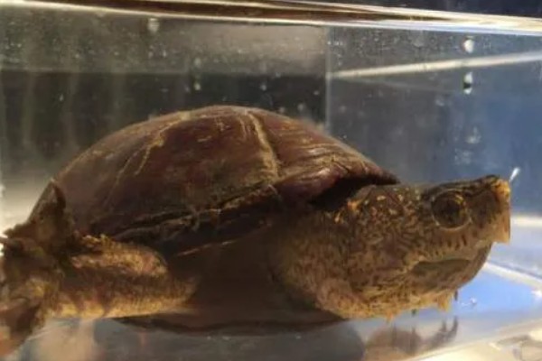 墨西哥泥龟好养吗，饲养难度适中