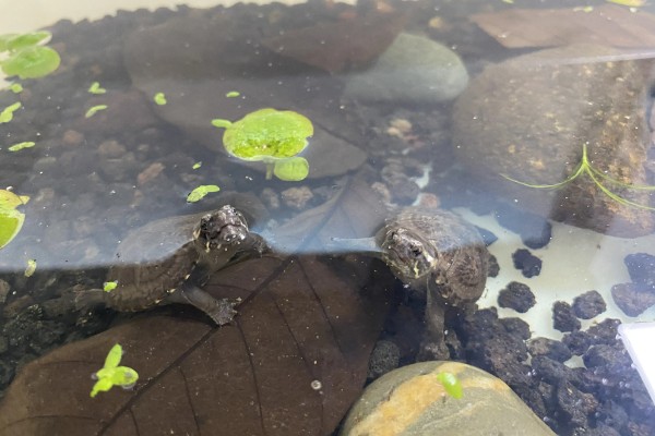 墨西哥泥龟好养吗，饲养难度适中