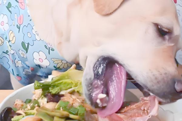 狗狗可不可以吃盐，可以吃但需适量