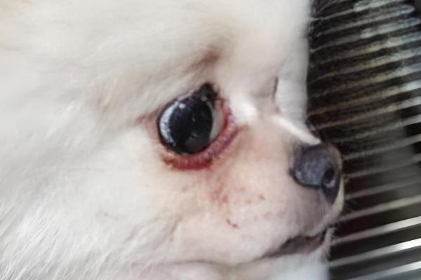 狗狗可不可以吃盐，可以吃但需适量