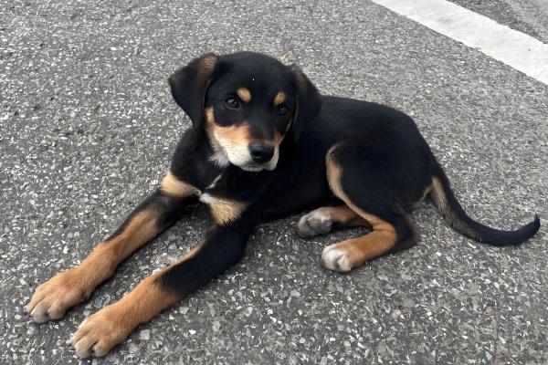 狗狗可不可以吃盐，可以吃但需适量