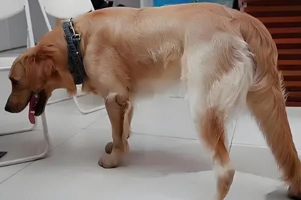 狗狗可不可以吃盐，可以吃但需适量