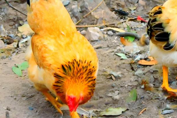 河田鸡的养殖技术,首先要做好温度的管理