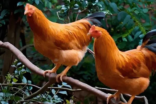 河田鸡的养殖技术,首先要做好温度的管理