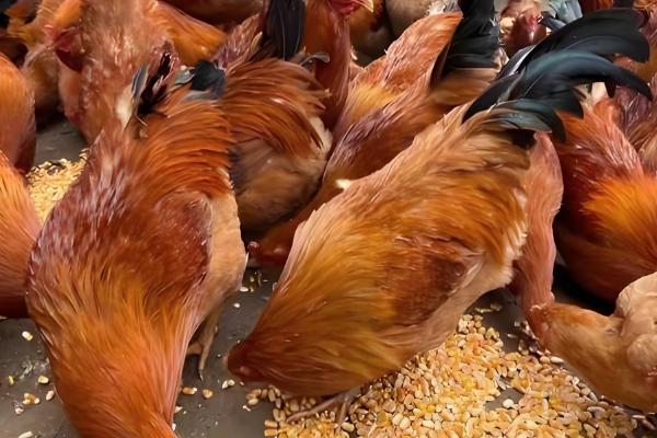 河田鸡的养殖技术,首先要做好温度的管理