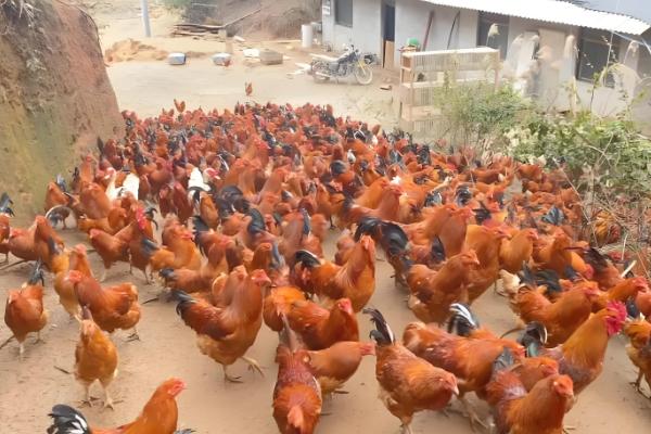 河田鸡的养殖技术,首先要做好温度的管理