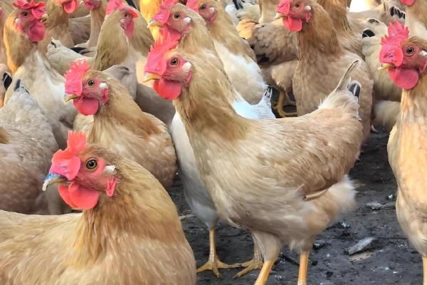 河田鸡的养殖技术,首先要做好温度的管理