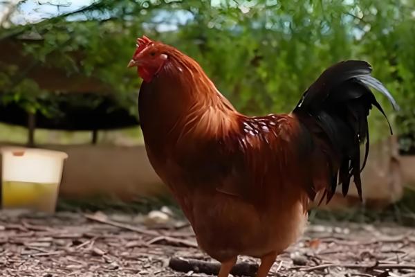 河田鸡的养殖技术,首先要做好温度的管理