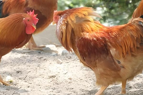 河田鸡的养殖技术,首先要做好温度的管理