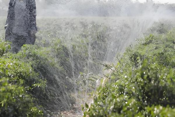 土壤酸化的原因，可能是氮肥施用过多所致
