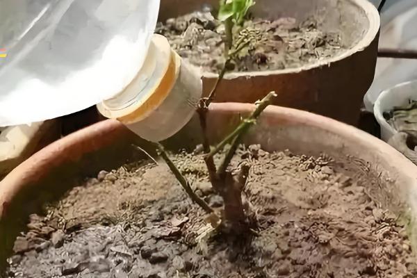 土壤酸化的原因，可能是氮肥施用过多所致