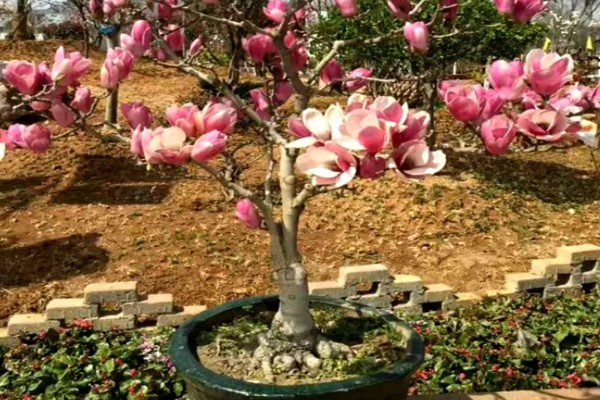 紫玉兰如何养殖，用微酸性土壤种植为佳