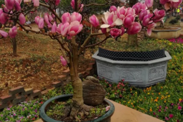 紫玉兰如何养殖，用微酸性土壤种植为佳