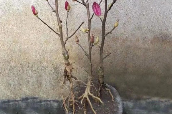 紫玉兰如何养殖，用微酸性土壤种植为佳