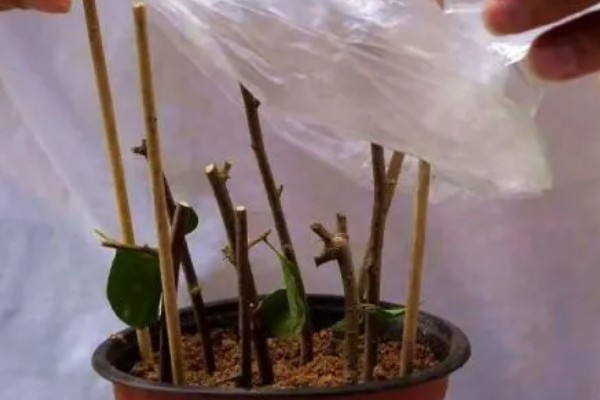 紫玉兰如何养殖，用微酸性土壤种植为佳