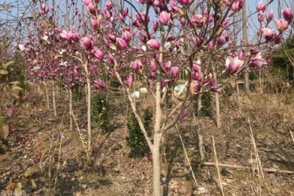 紫玉兰如何养殖，用微酸性土壤种植为佳