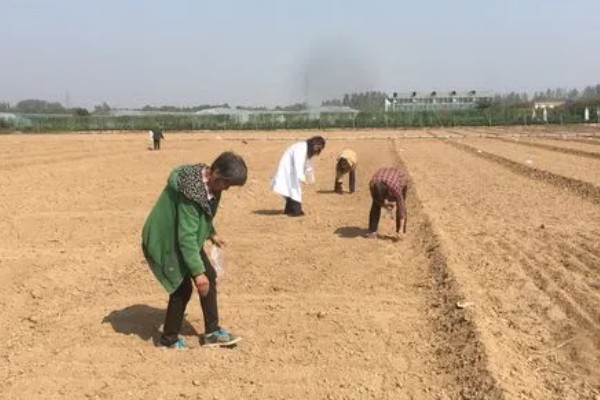 紫玉兰如何养殖，用微酸性土壤种植为佳