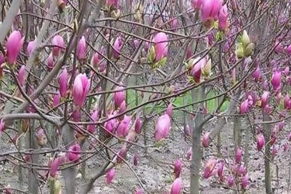 紫玉兰如何养殖，用微酸性土壤种植为佳