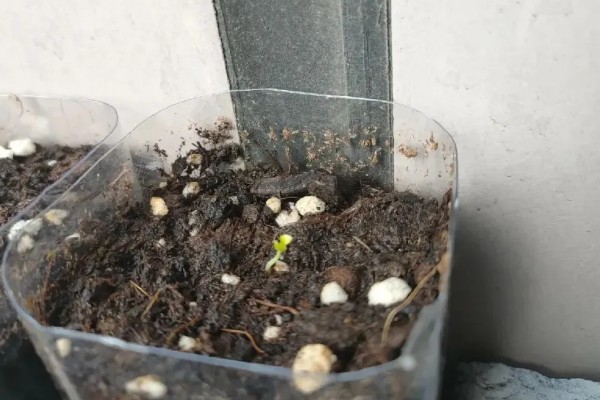 桑葚怎么繁育，主要有压条、嫁接、播种这三种方式