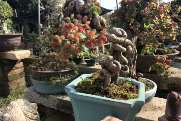 桑葚怎么繁育，主要有压条、嫁接、播种这三种方式