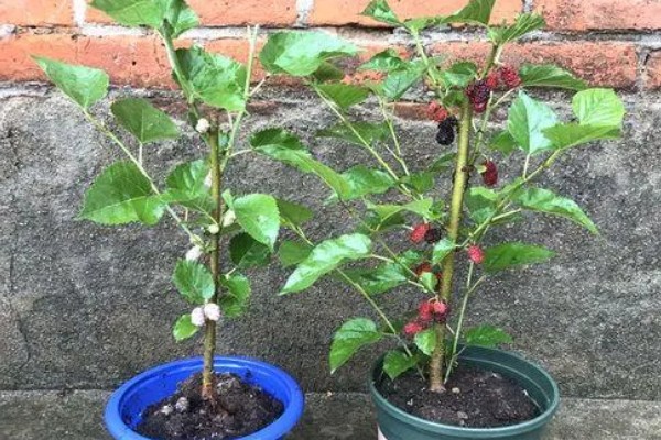 桑葚怎么繁育，主要有压条、嫁接、播种这三种方式