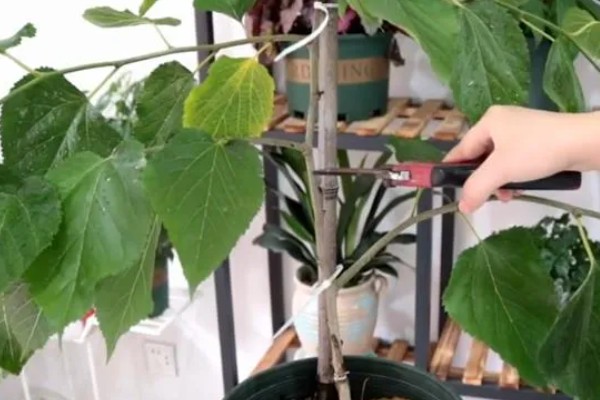 桑葚怎么繁育，主要有压条、嫁接、播种这三种方式