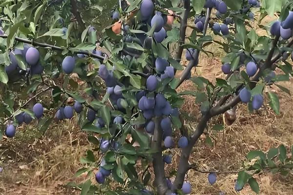 种植西梅何时结果,经过3年才能看到果实