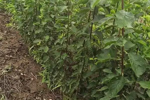 种植西梅何时结果,经过3年才能看到果实