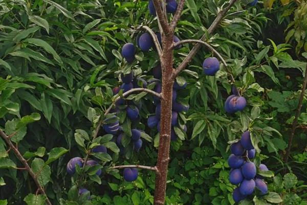 种植西梅何时结果,经过3年才能看到果实