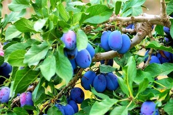 种植西梅何时结果,经过3年才能看到果实