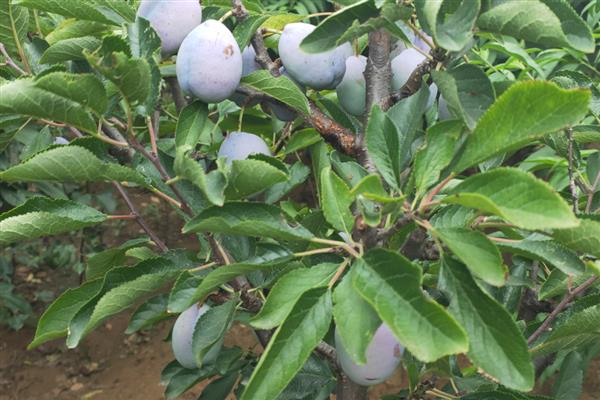 种植西梅何时结果,经过3年才能看到果实