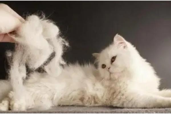 猫春季换毛预防毛球症的方法,饲喂猫草、化毛膏、化毛球片均有效果
