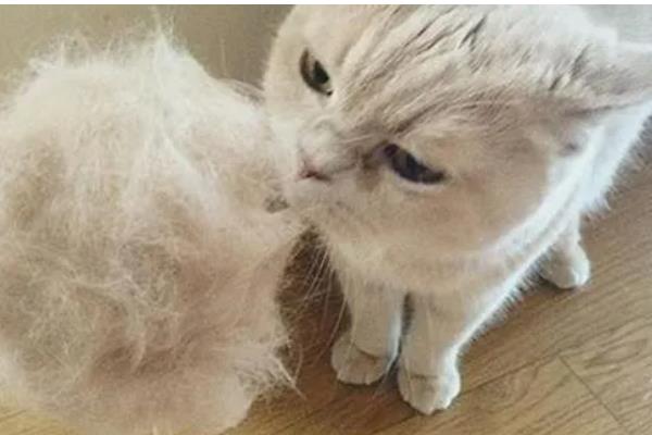 猫春季换毛预防毛球症的方法,饲喂猫草、化毛膏、化毛球片均有效果