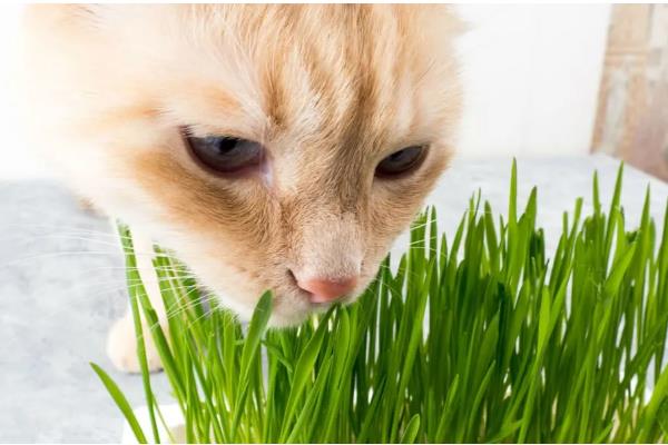 猫春季换毛预防毛球症的方法,饲喂猫草、化毛膏、化毛球片均有效果