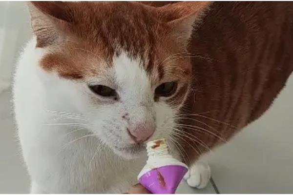 猫春季换毛预防毛球症的方法,饲喂猫草、化毛膏、化毛球片均有效果