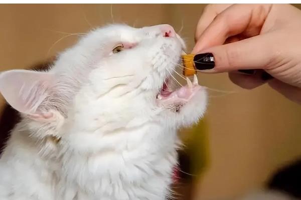 猫春季换毛预防毛球症的方法,饲喂猫草、化毛膏、化毛球片均有效果