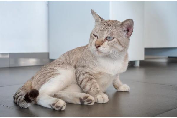 猫春季换毛预防毛球症的方法,饲喂猫草、化毛膏、化毛球片均有效果