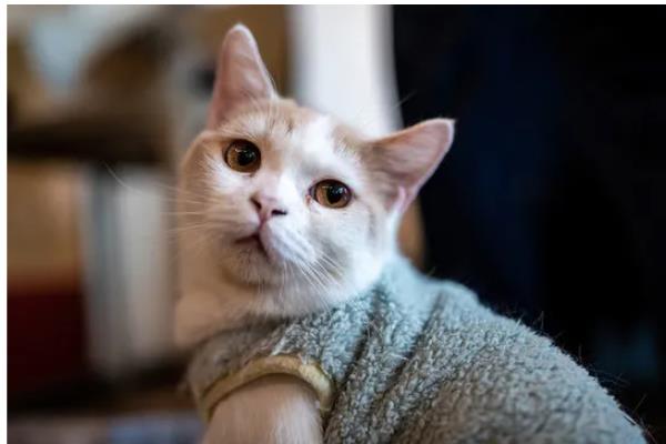 猫春季换毛预防毛球症的方法,饲喂猫草、化毛膏、化毛球片均有效果