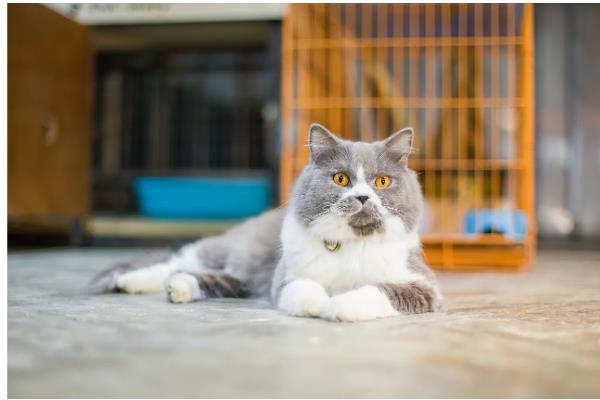 猫春季换毛预防毛球症的方法,饲喂猫草、化毛膏、化毛球片均有效果