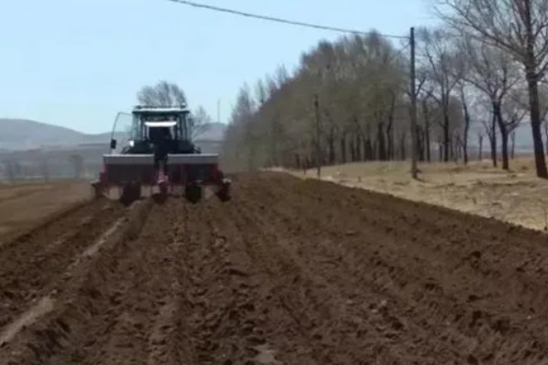 贵族南瓜怎么种植，每穴放入1-2粒种子