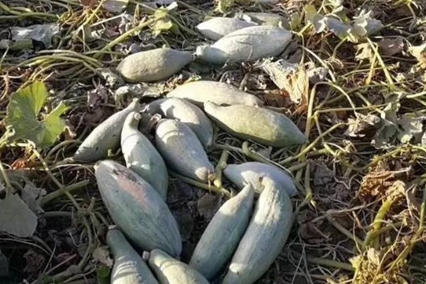 贵族南瓜怎么种植，每穴放入1-2粒种子