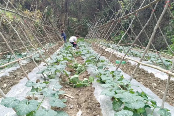 贵族南瓜怎么种植，每穴放入1-2粒种子