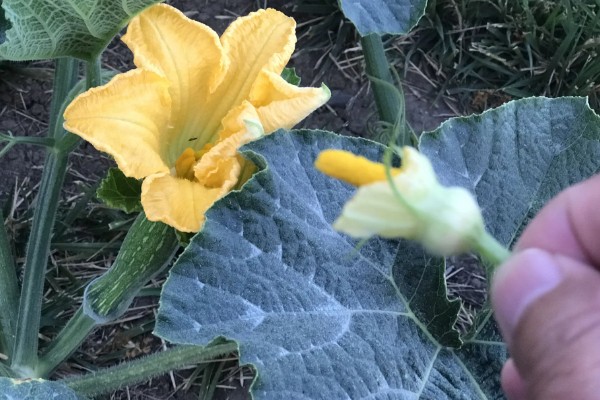 贵族南瓜怎么种植，每穴放入1-2粒种子