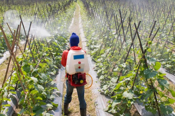 贵族南瓜怎么种植，每穴放入1-2粒种子