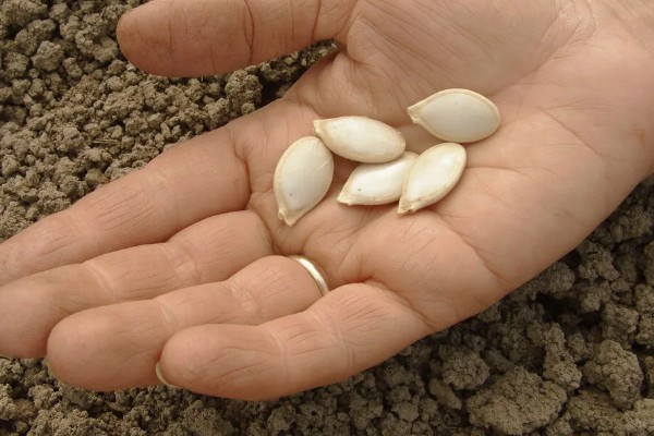 贵族南瓜怎么种植，每穴放入1-2粒种子