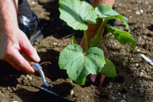 贵族南瓜怎么种植，每穴放入1-2粒种子