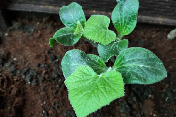 贵族南瓜怎么种植，每穴放入1-2粒种子