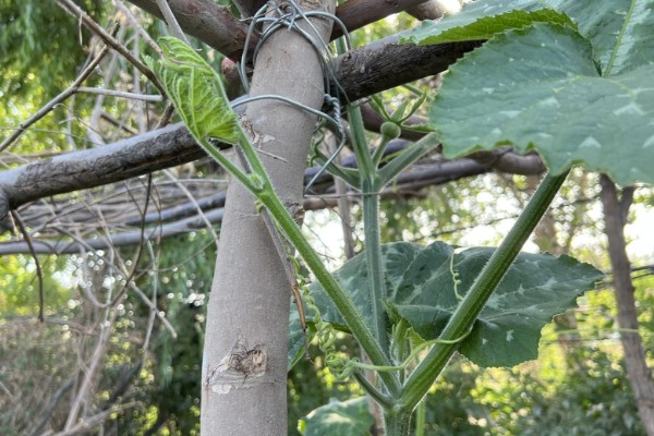 贵族南瓜怎么种植，每穴放入1-2粒种子